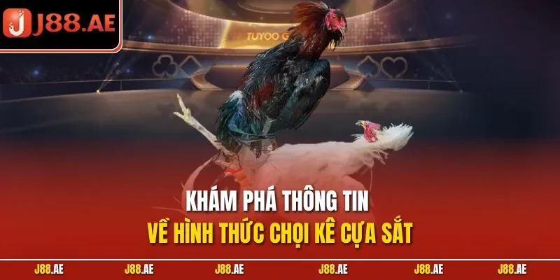 Khám phá thông tin về hình thức chọi kê cựa sắt